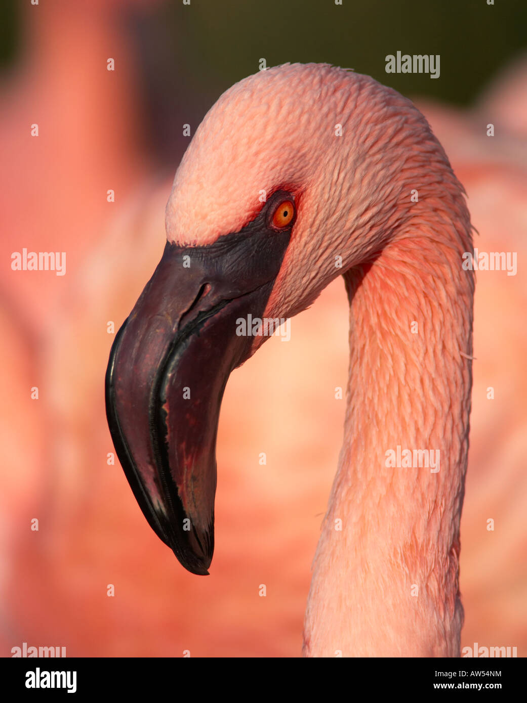 Portrait de Flamingo Banque D'Images
