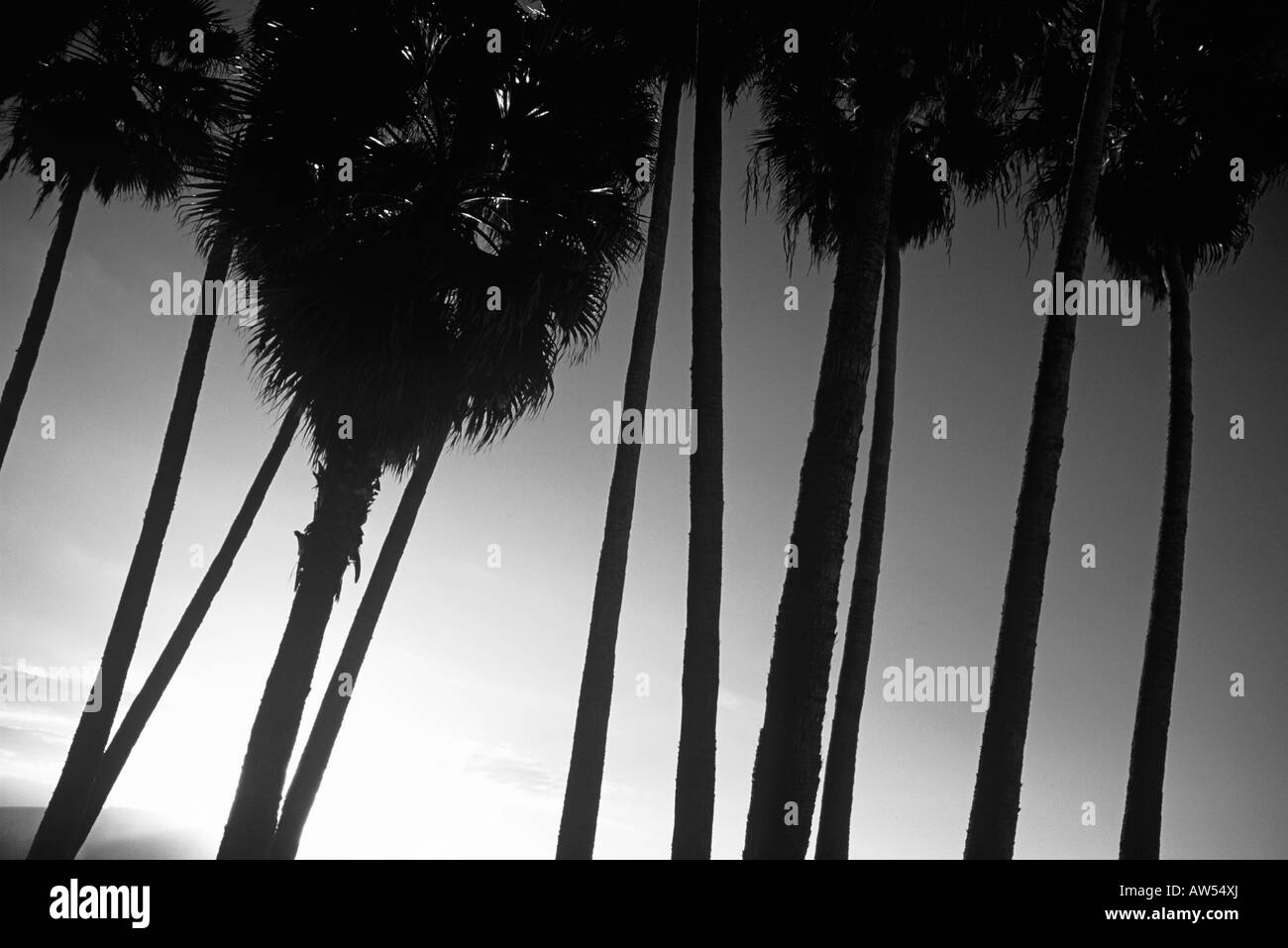 Palmiers AU PLAYA CANTERAS Banque D'Images