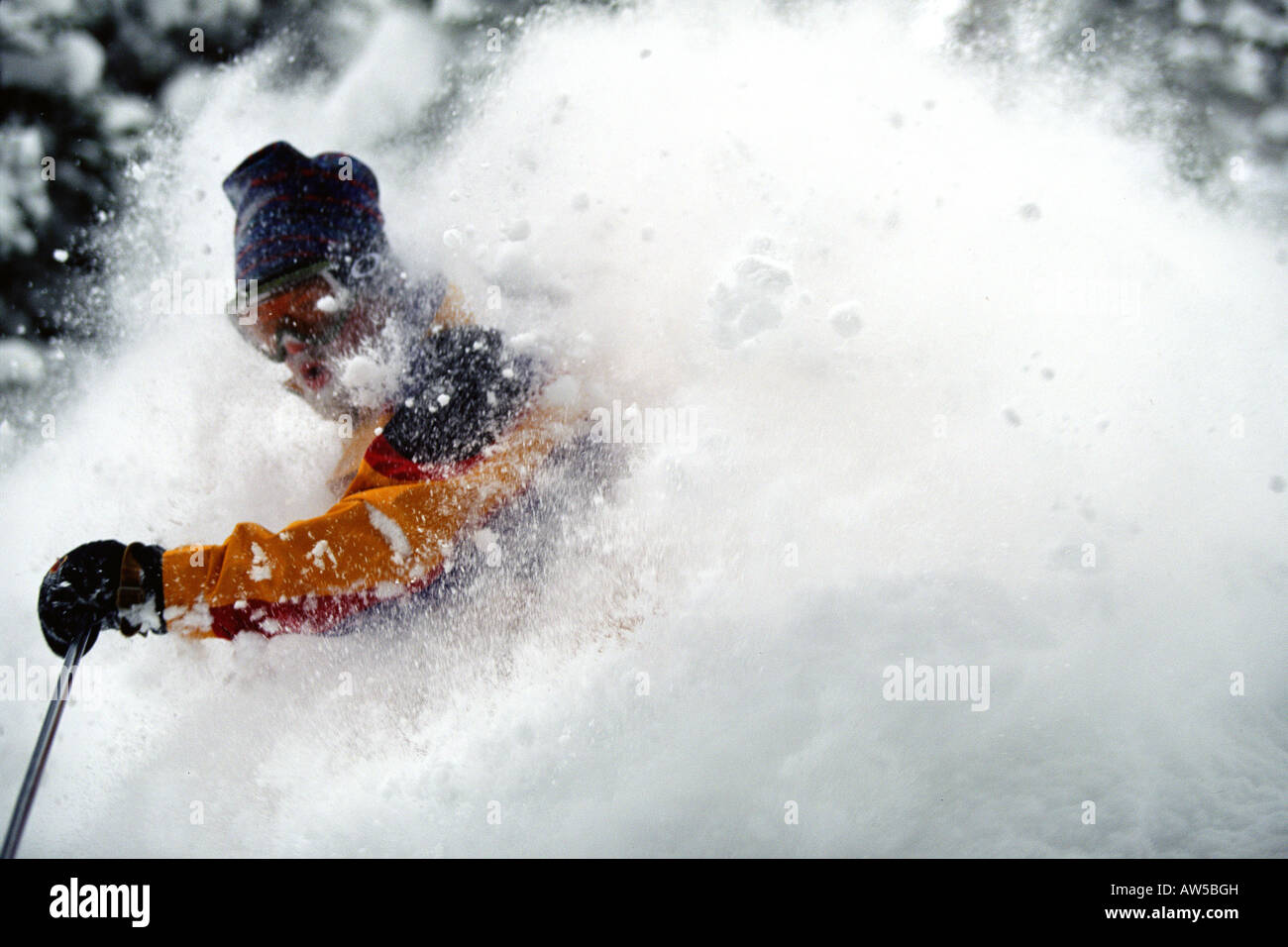 Snowbird Banque D'Images