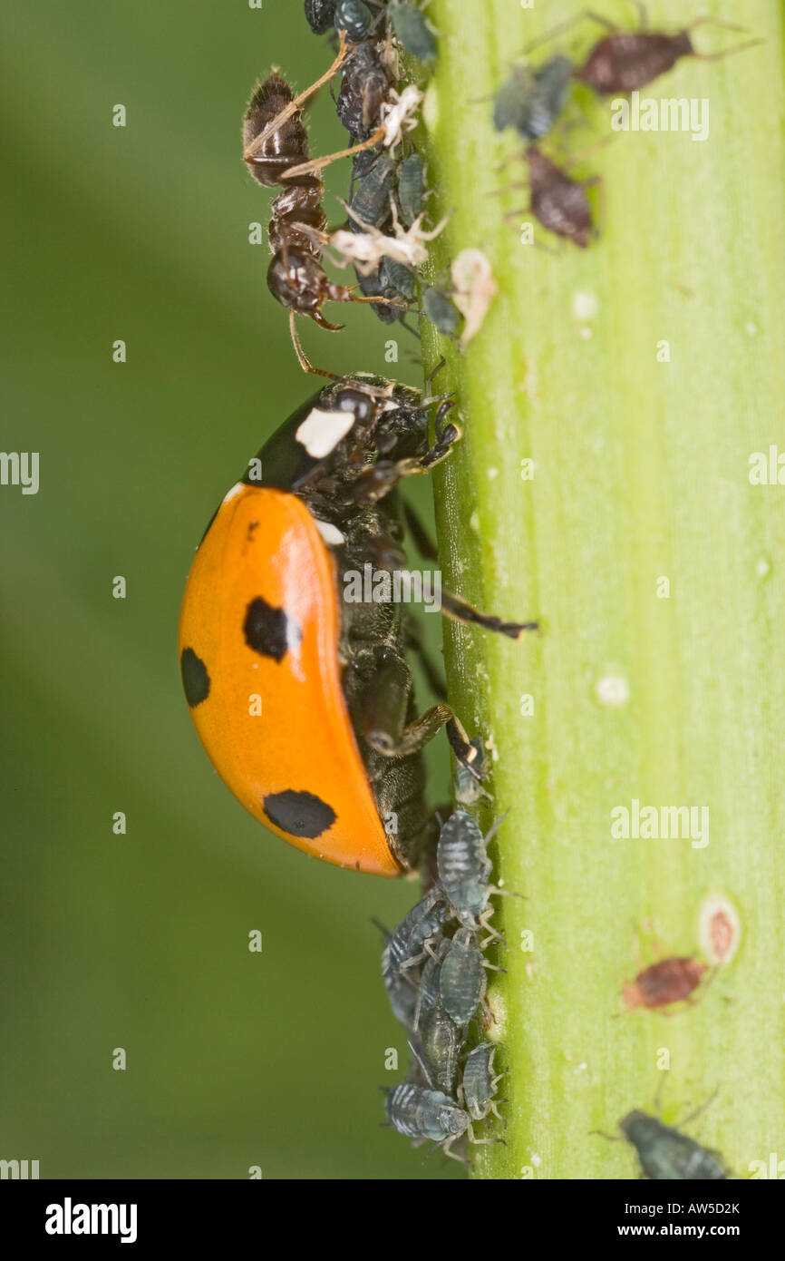 ANT LASIUS NIGER NOIR GARDANT LES PUCERONS DE SPOT 7 Coccinelle Banque D'Images