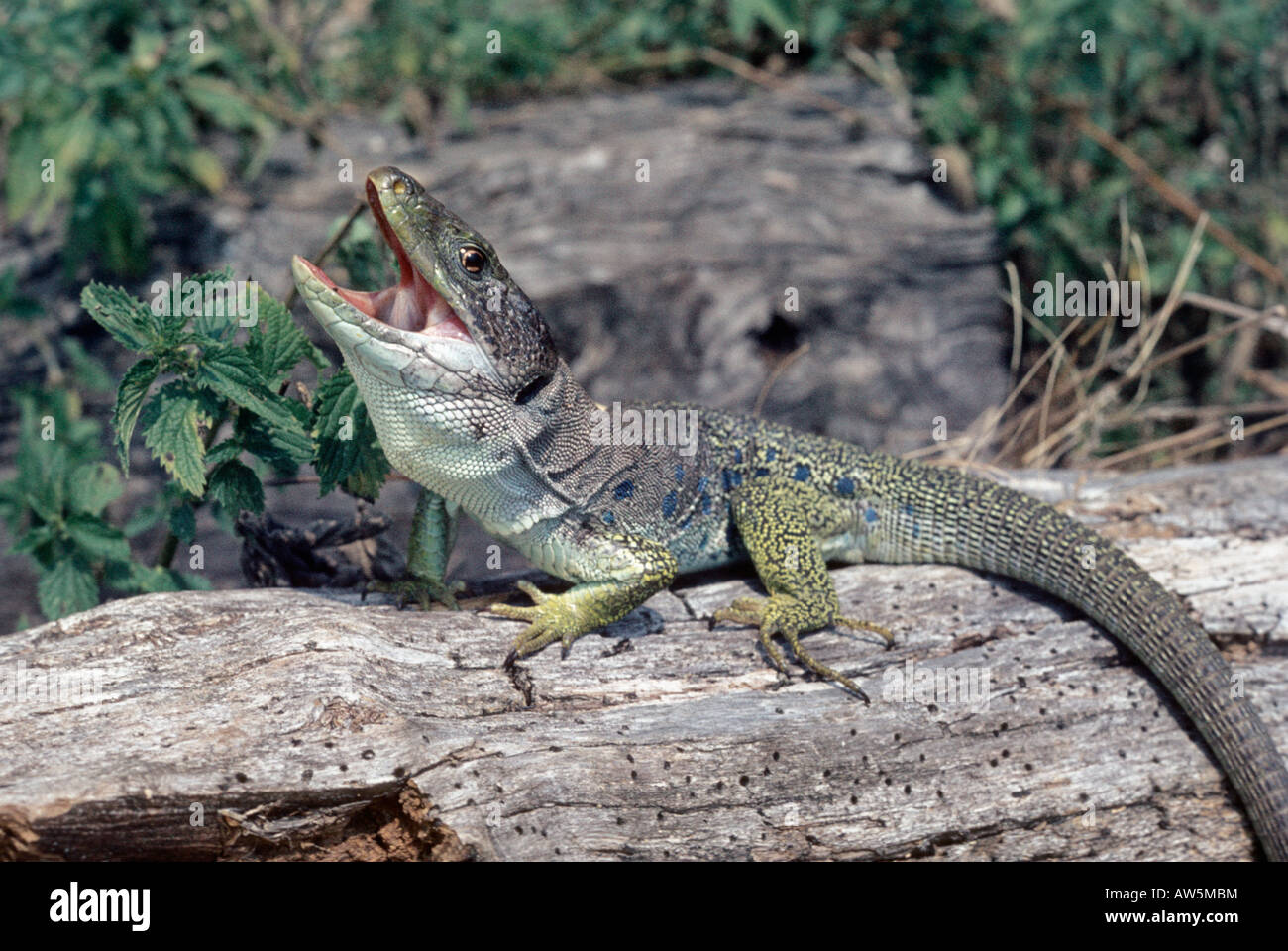 Lezard ocelle Ocellated lizard Lacerta lepida animal animaux adultes animaux portrait Europe Europa format horizontal d'autres animaux Banque D'Images