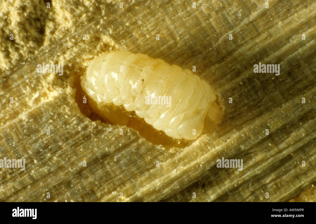 Woodworm Golf Polo beetle Anobium punctatum larve exposés dans sa galerie à l'intérieur d'une plinthe en bois Banque D'Images