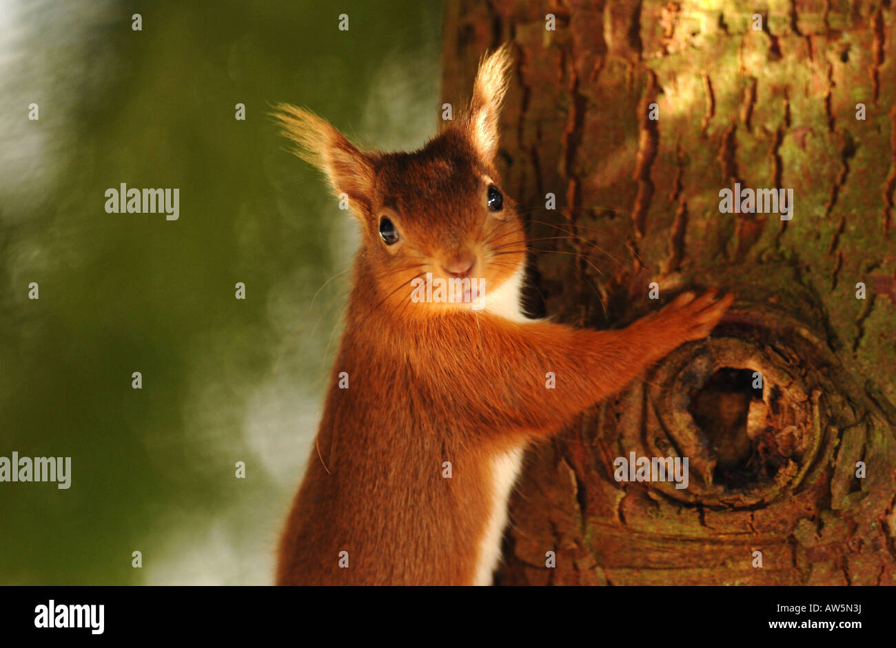 Un Écureuil roux s'accroche à un arbre avant de manger des noix d'une mangeoire pour oiseaux. L'Écureuil roux est en voie d'extinction au Royaume-Uni. Banque D'Images