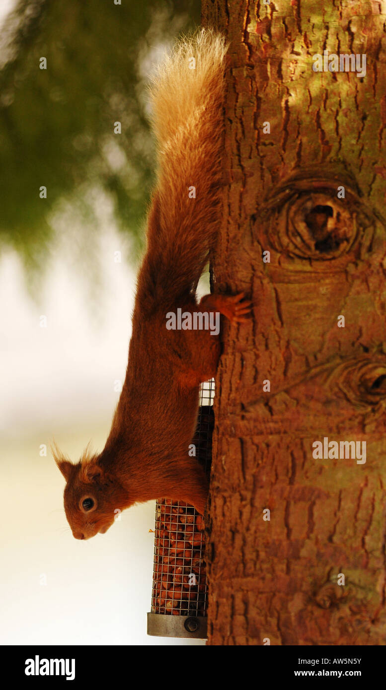 Un Écureuil roux s'accroche à un arbre tout en mangeant des noix d'une mangeoire pour oiseaux. L'Écureuil roux est en voie d'extinction au Royaume-Uni. Banque D'Images