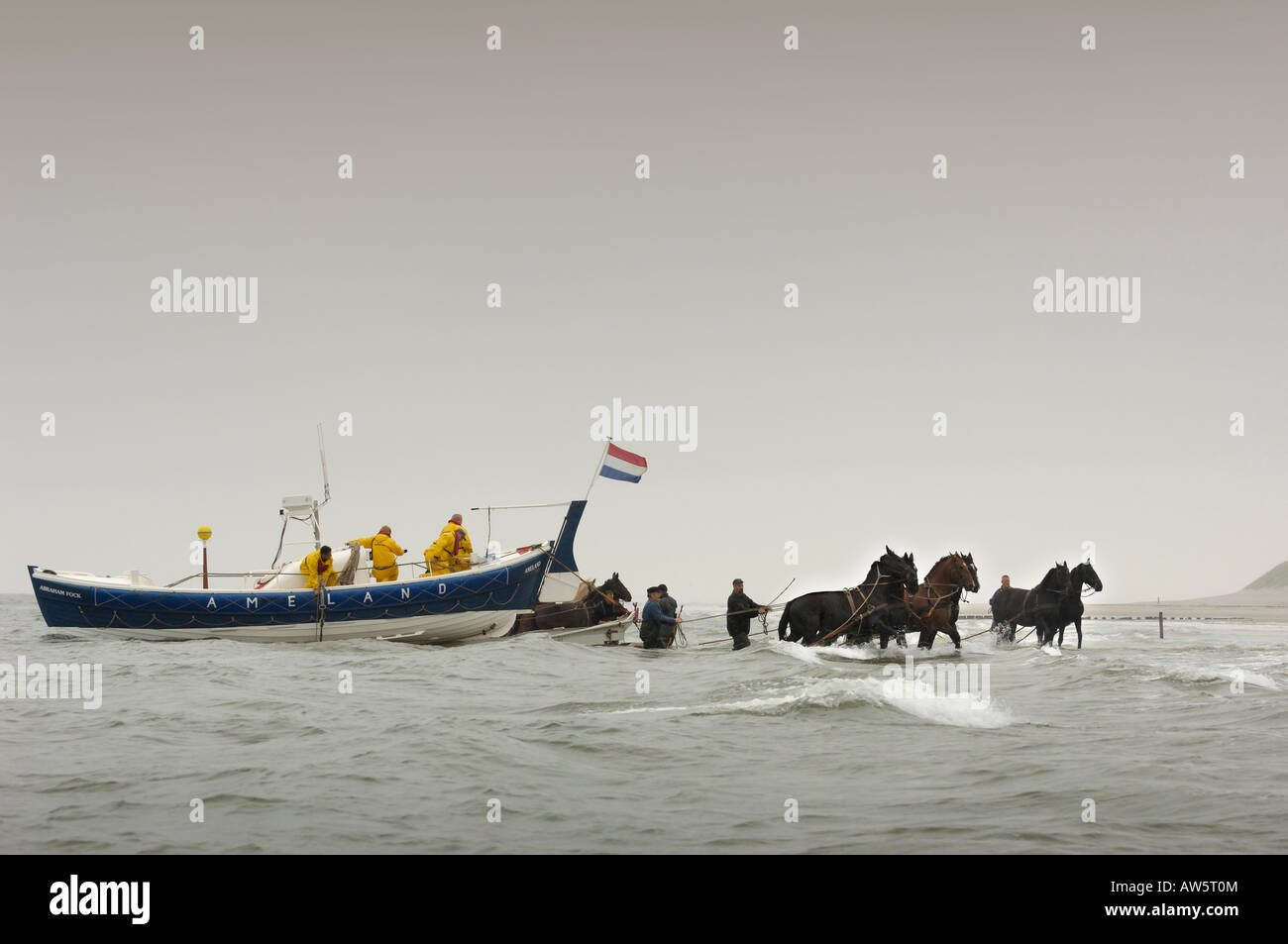 Bateau de sauvetage l'alimentation du cheval blanc uniquement dans le monde de la mer des Wadden Île Ameland Banque D'Images