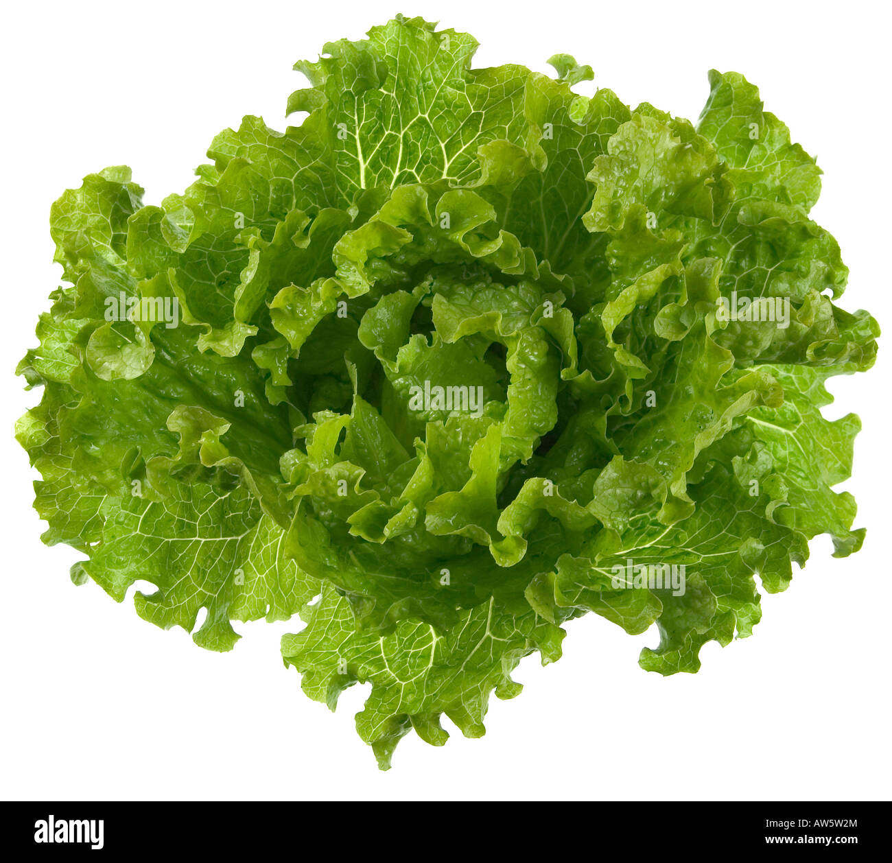 Salade Batavia vert wholehead sur fond blanc Banque D'Images