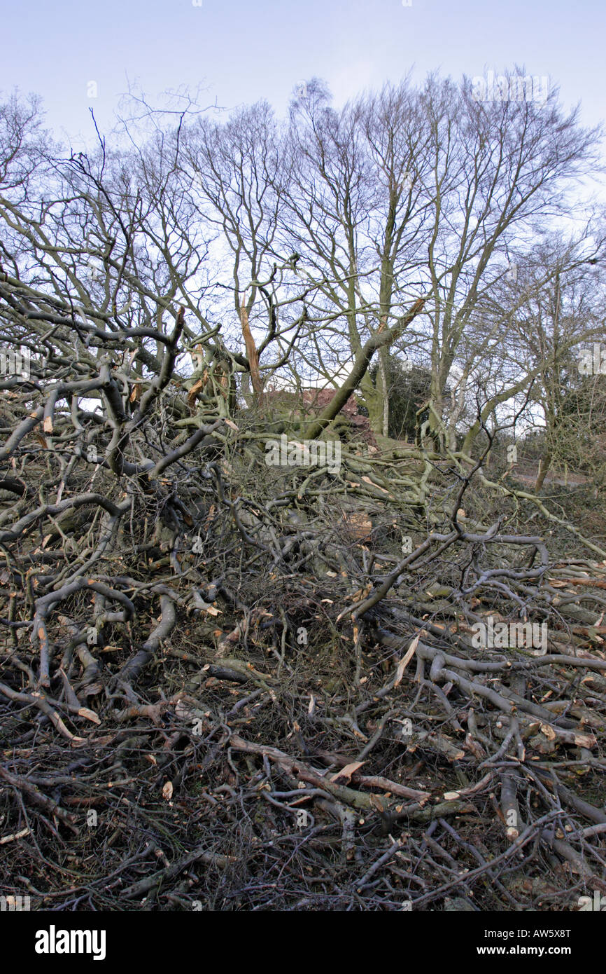 Chêne arbre abattu par une tempête Banque D'Images