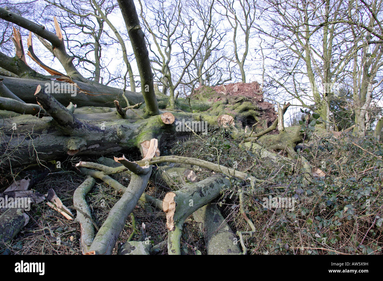 Chêne arbre abattu par une tempête Banque D'Images