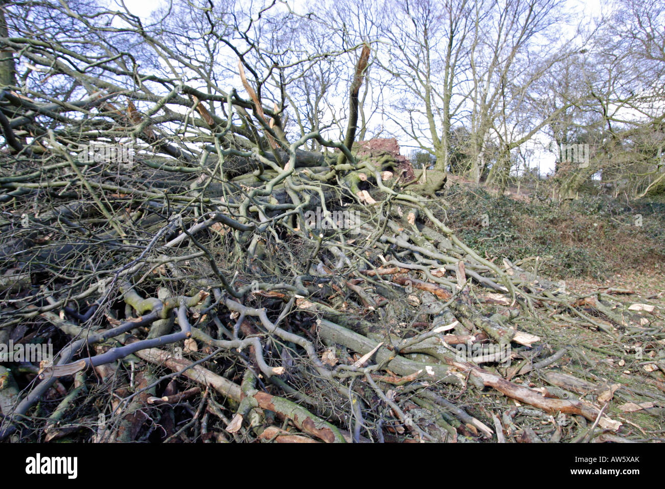 Chêne arbre abattu par une tempête Banque D'Images