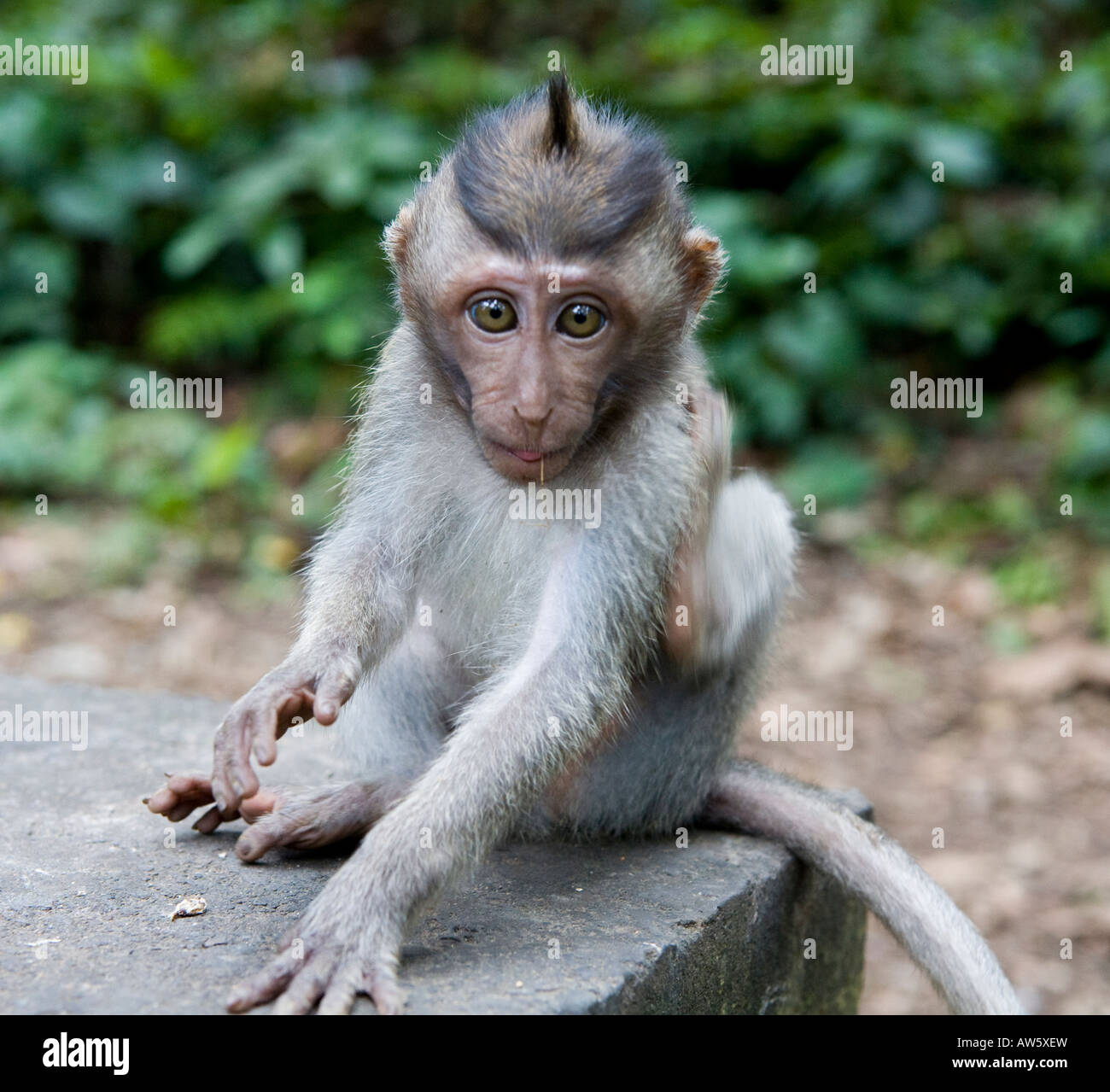 Un bébé macaque à longue queue de singe Macaca fascicularis dans la Monkey Forest Ubud Bali Indonésie Banque D'Images