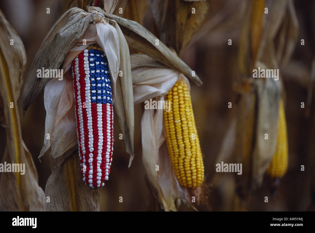 CLOSE-UP OF EAR OF CORN peint comme drapeau américain Banque D'Images