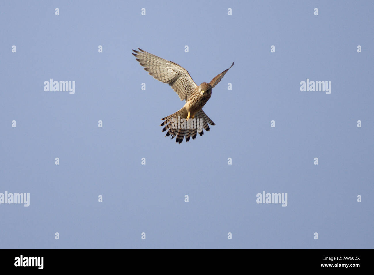 Kestrel vous déplaçant sur le Somerset Levels Banque D'Images