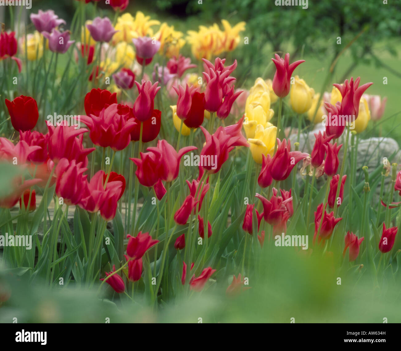 LILY FLOWERED TULIP TULIPA JACQUELINE ET DARWIN HYBRID TULIP TULIPA GOLDEN APELDOOM FLORIDA Banque D'Images