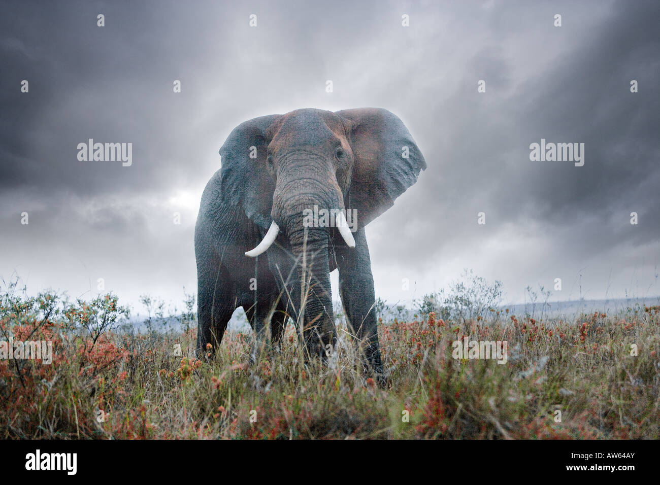 Bull elephant, Maasai Mara, Kenya Banque D'Images
