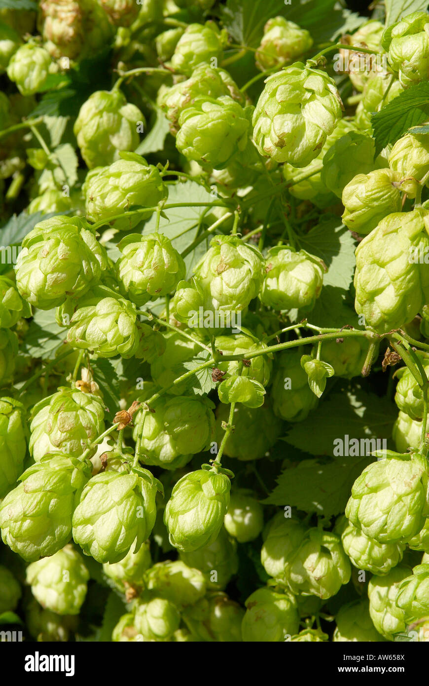 Close up de fleurs de houblon Banque D'Images