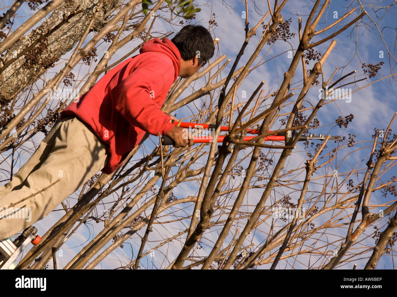Boy (20-25) Pruneaux arbre avec un coupe-Haie Banque D'Images