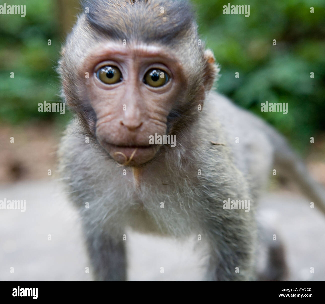Un bébé macaque à longue queue de singe Macaca fascicularis dans la Monkey Forest Ubud Bali Indonésie Banque D'Images