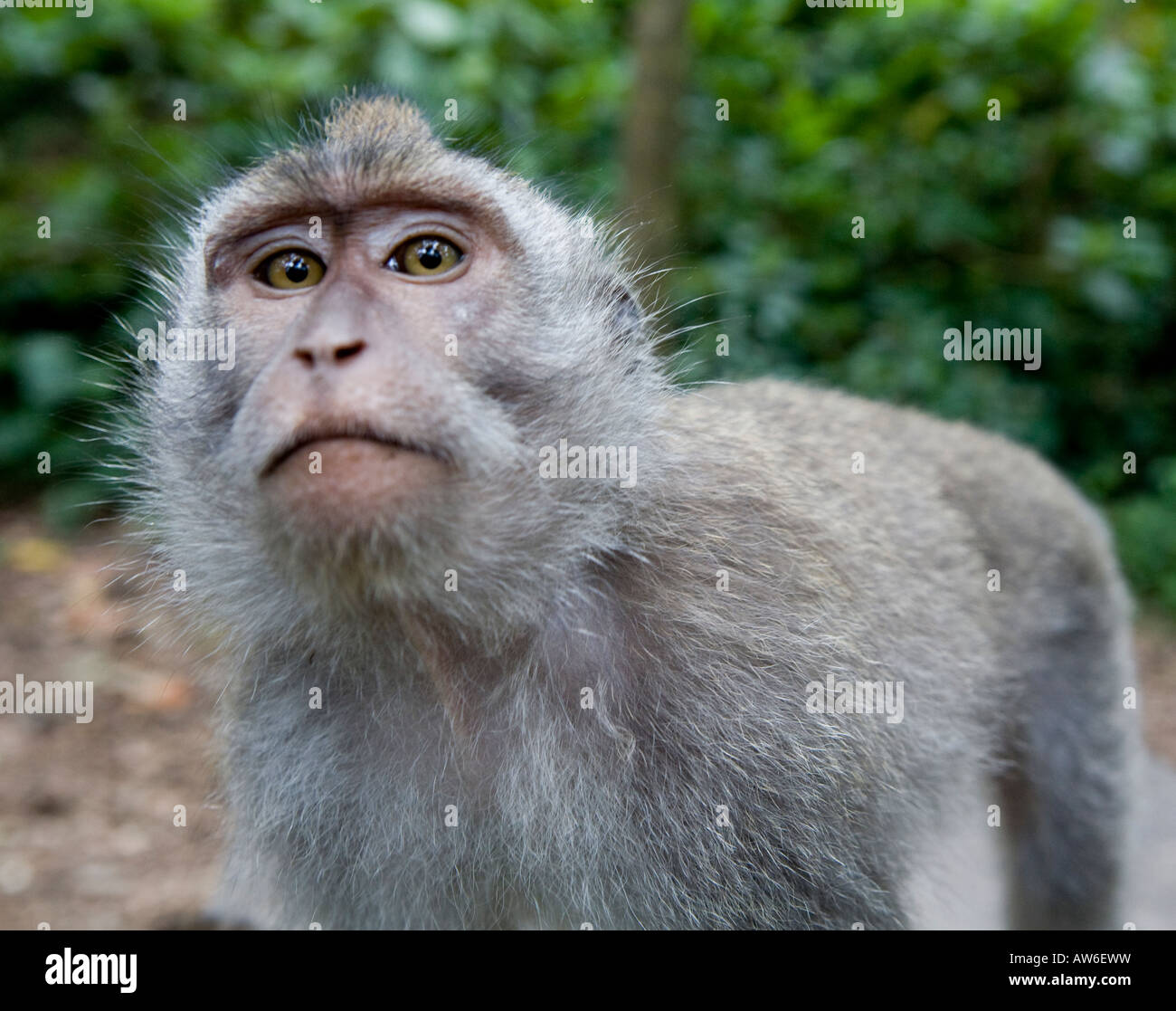 Une longue queue Macaca fascicularis macaque Monkey dans la Monkey Forest Ubud Bali Indonésie Banque D'Images