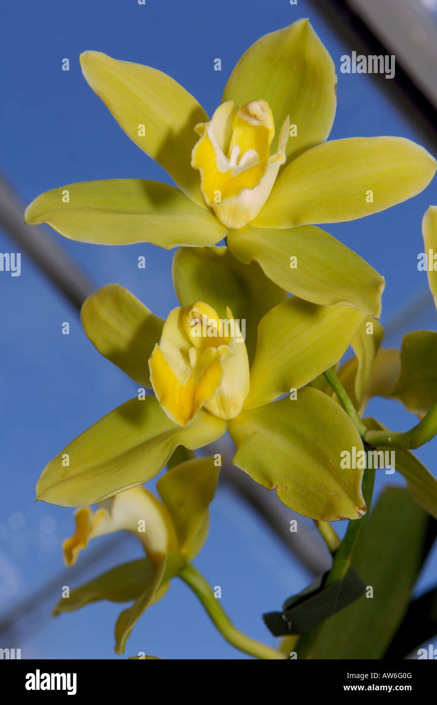 Orchidée Cymbidium vert lime Banque D'Images