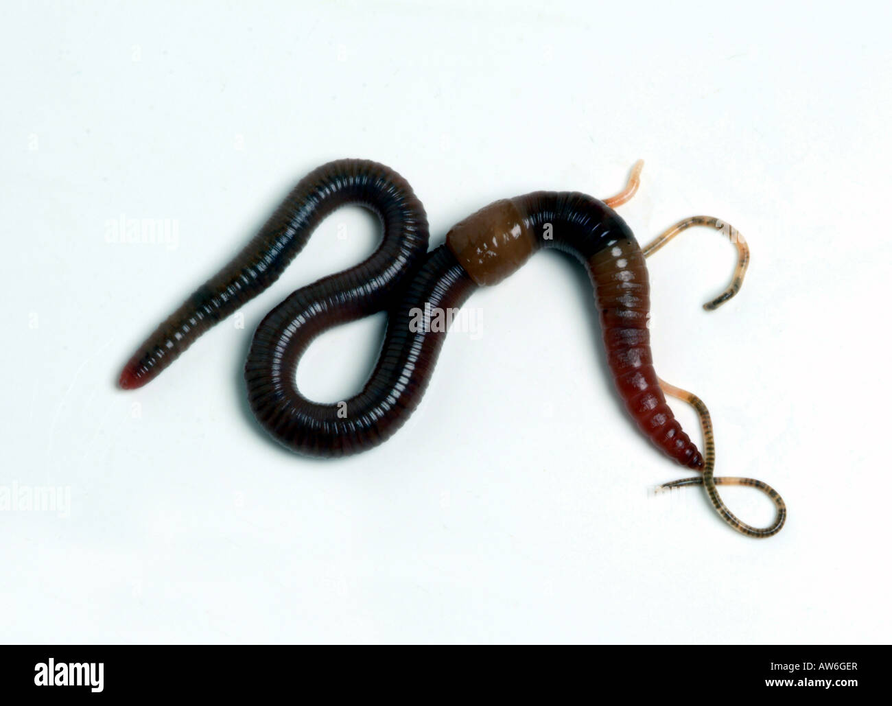 Un Ver De Terre Et Deux Bebes Ou De Nouveau Nes Photo Stock Alamy