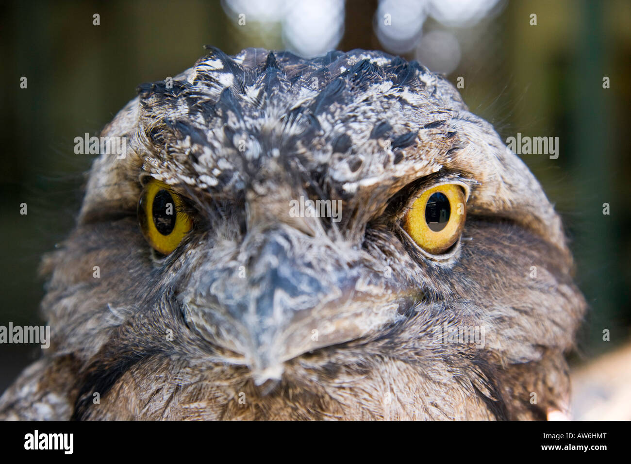 Le tawny une grille supérieure, Podargus strigoides, est un chouette bien camouflés dans leur habitat forestier, de l'Australie. Banque D'Images