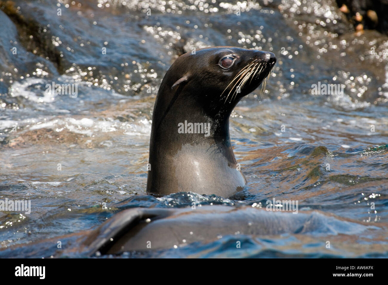 Fourrure Guadalupe, Arctocephalus townsendi, ont été à un moment donné, pensé pour être trop peu nombreux pour éviter l'extinction, au Mexique. Banque D'Images