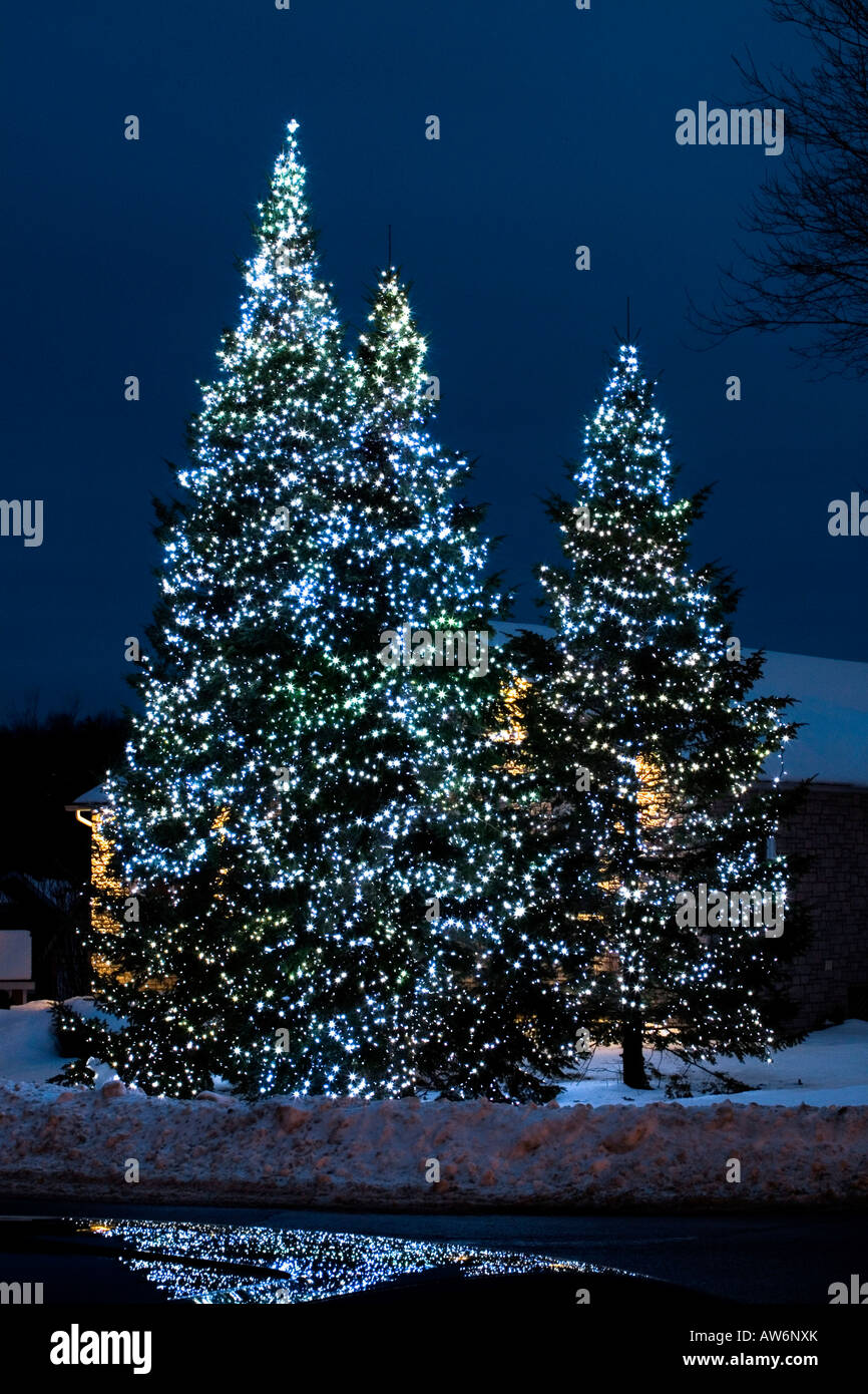 Les lumières de Noël sur les arbres à l'extérieur Banque D'Images