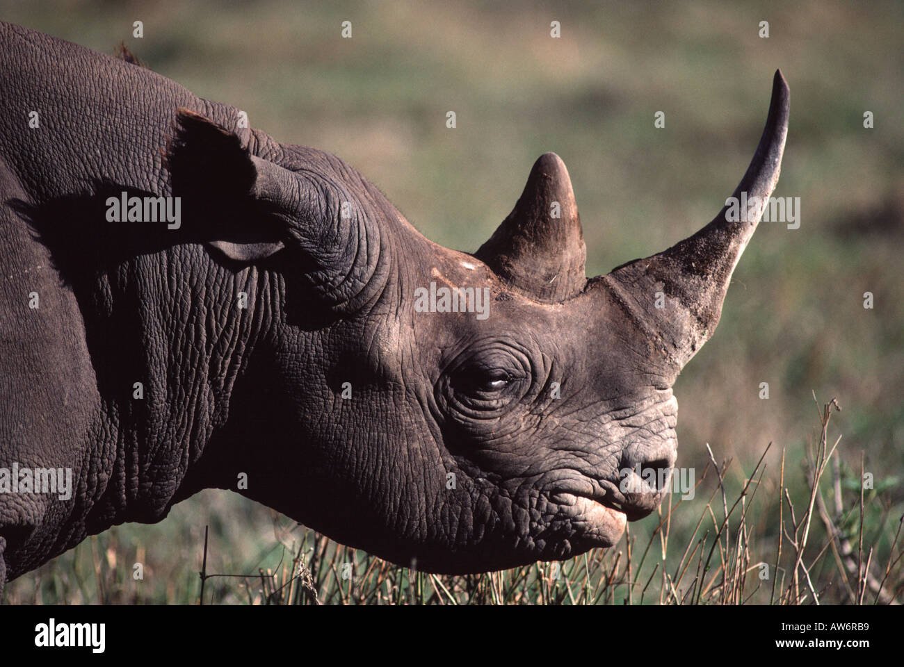 Rhinocéros noir Diceros bicornis- dans le cratère du Ngorongoro en Tanzanie. Banque D'Images