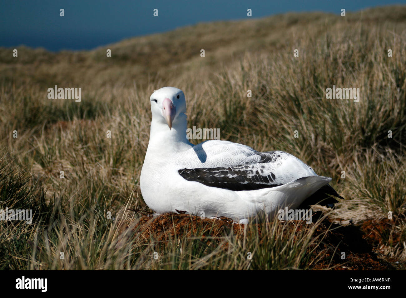 Albatros géant sur l'île de Géorgie du Sud, une petite île près de l'Antarctique Banque D'Images