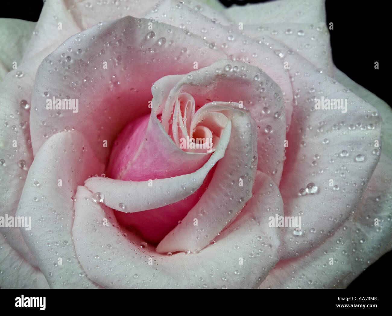 Rose patiohit rose Banque de photographies et d’images à haute