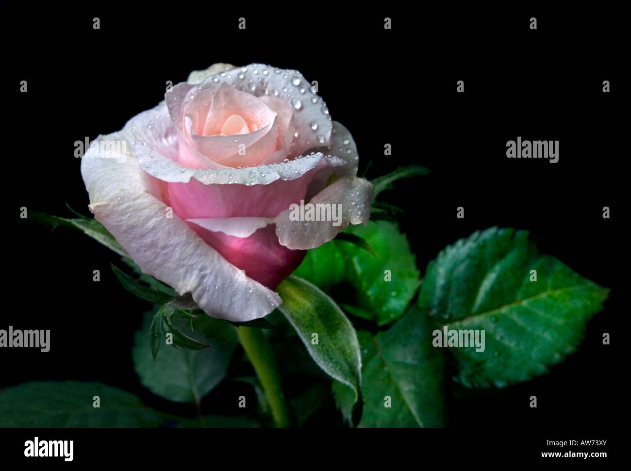 Rose patiohit rose Banque de photographies et d’images à haute