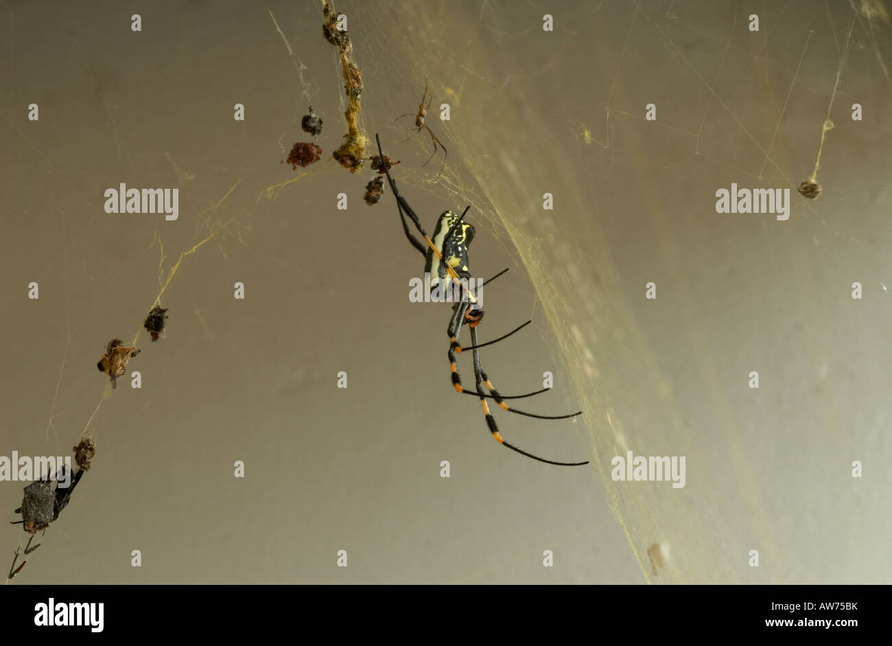 Globe Doré femelle spider web avec mate dans web avec les proies Banque D'Images