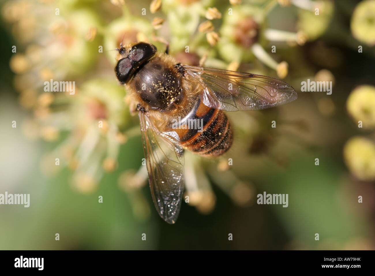 La collecte du pollen d'abeille à partir de graines de lierre Banque D'Images