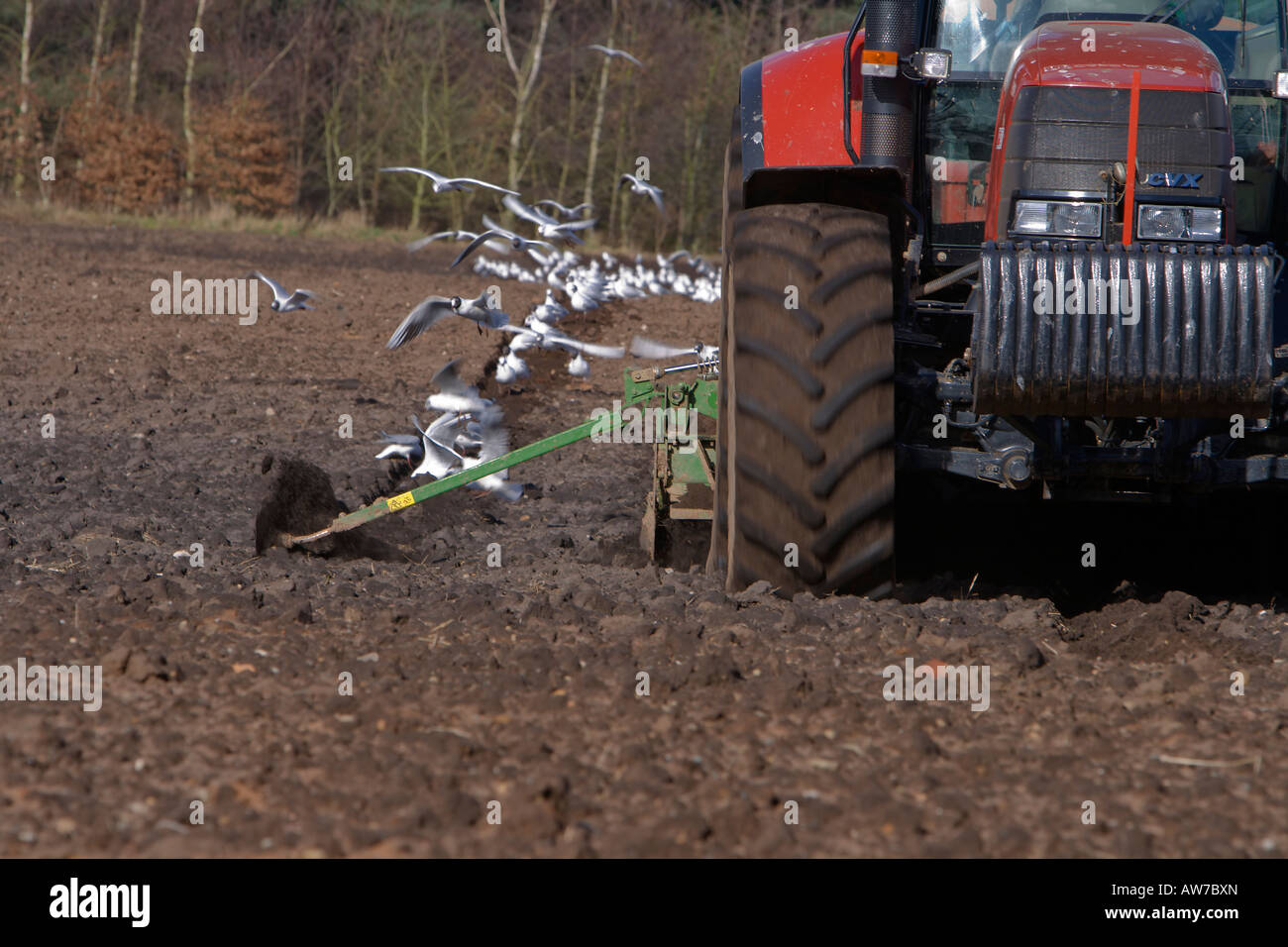 Détail d'un tracteur labourant un champ labouré avec les mouettes à la suite de l'alimentation sur les worms Banque D'Images