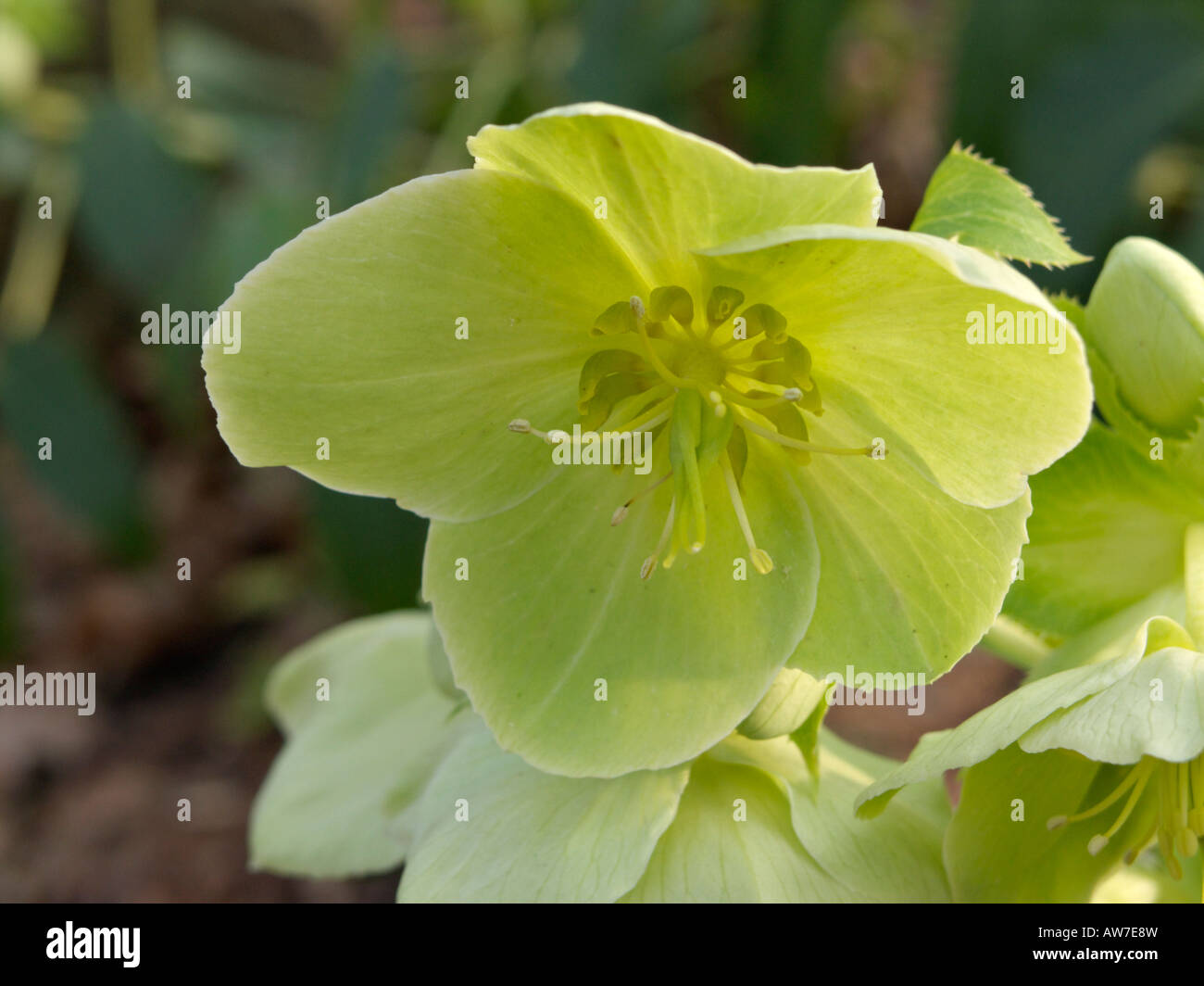 Hellebore helleborus lividus (Majorque) Banque D'Images