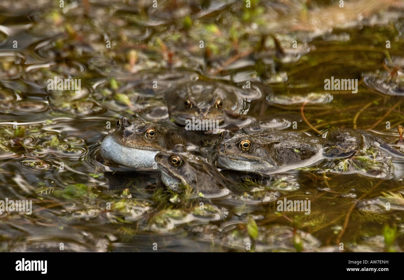 Rana temporaria grenouille commune deux paires d'accouplement Banque D'Images