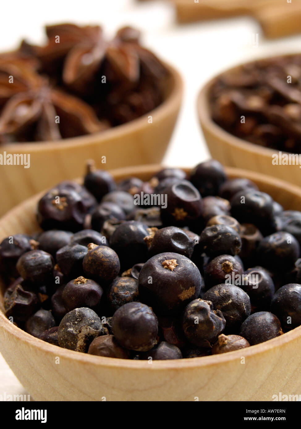 Le genévrier commun (Juniperus communis) Banque D'Images