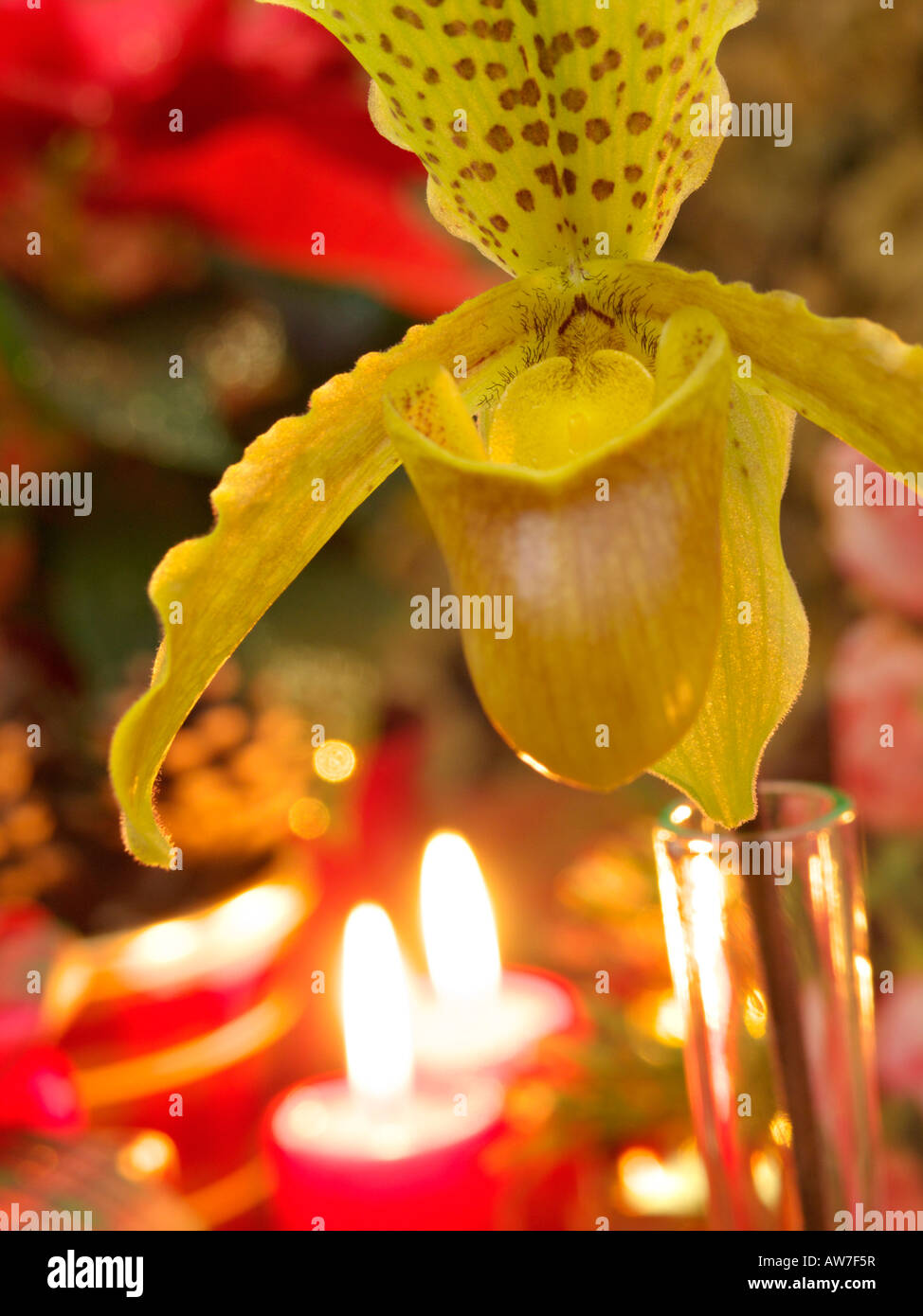 Lady's Slipper orchid (paphiopedilum) Banque D'Images