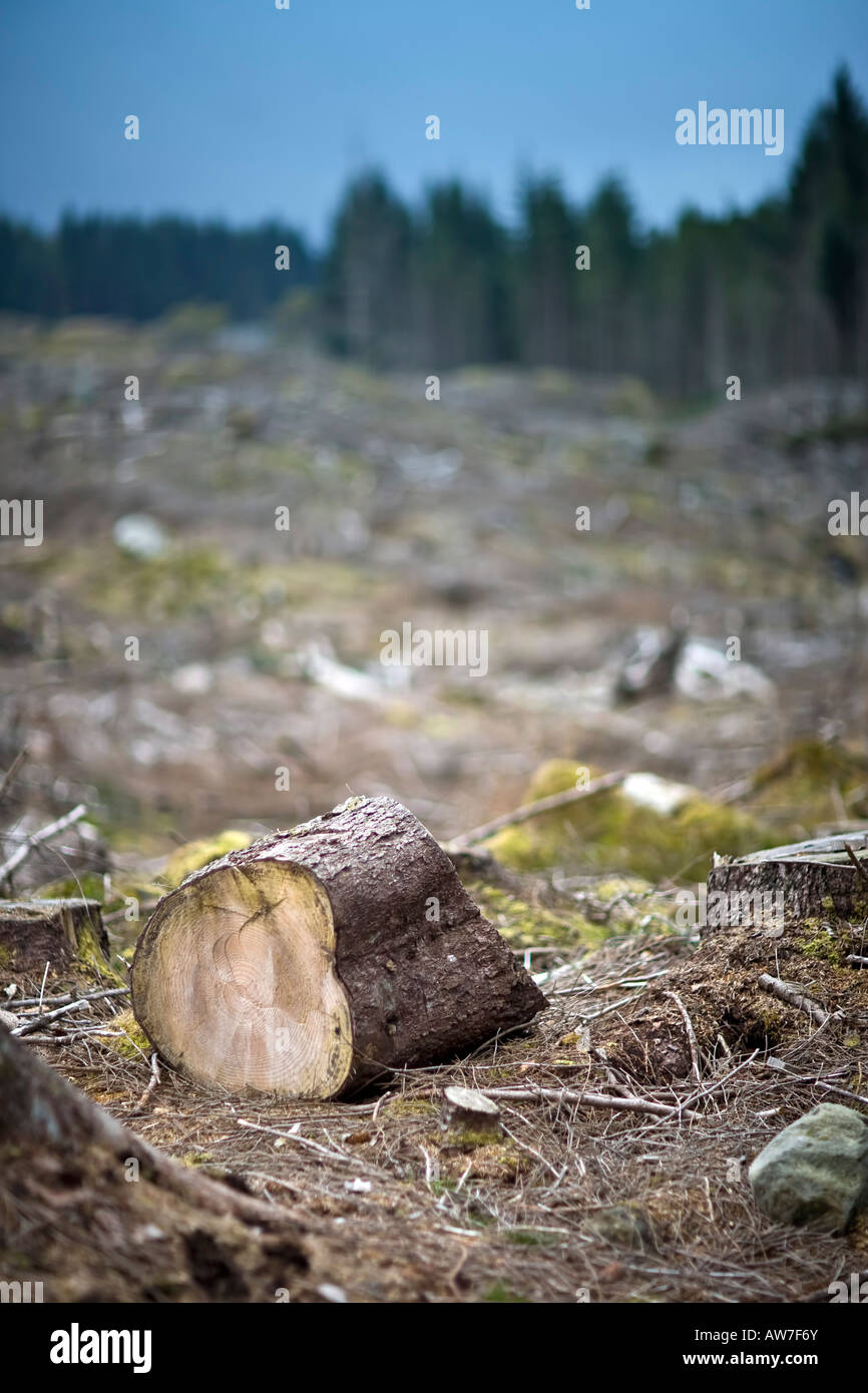 Domaine de la déforestation, Killin Perthshire, Écosse Banque D'Images