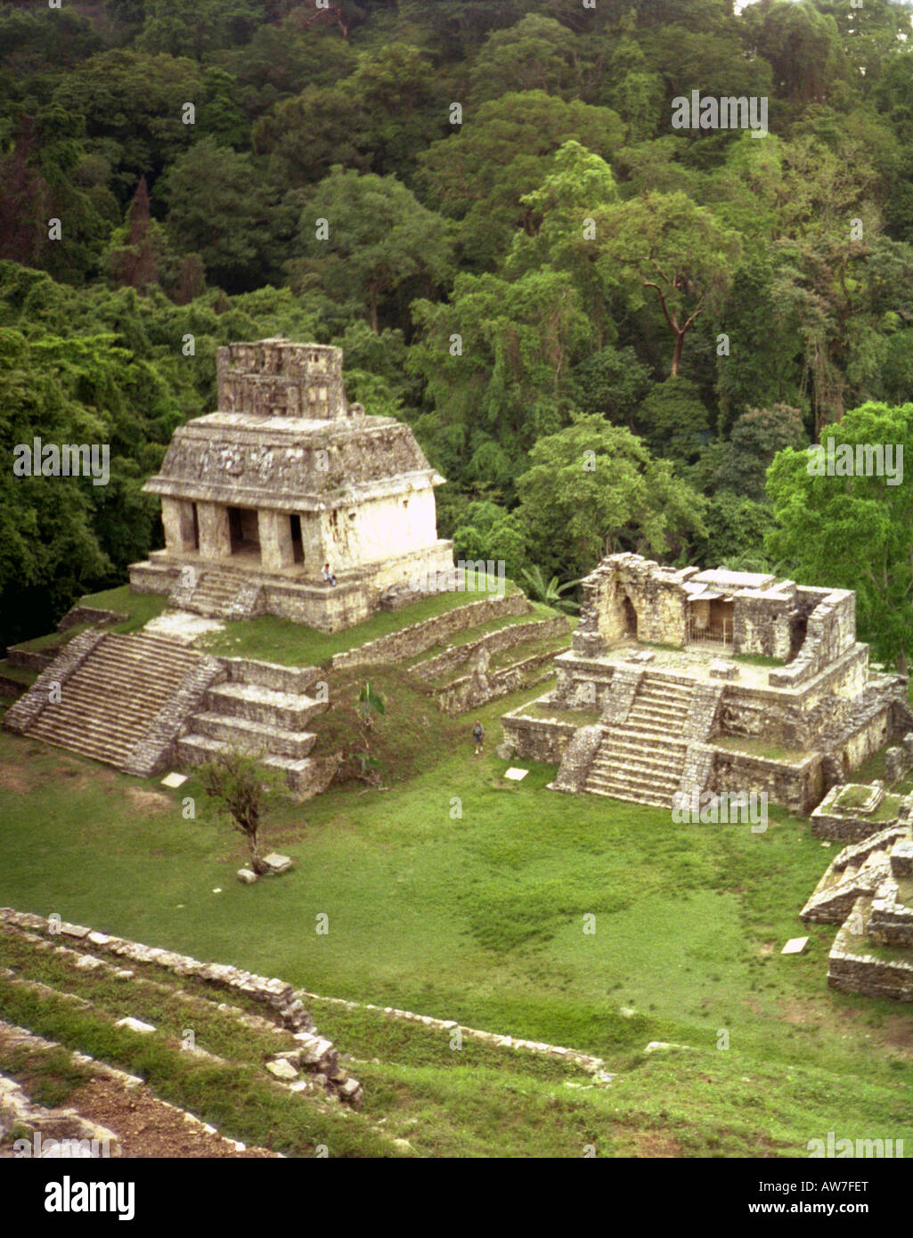 Site Maya de magnifiques pyramides ville antique arbre jungle sauvage tropical exotique Palenque Yucatan Mexique Amérique Centrale Amérique Latine Banque D'Images
