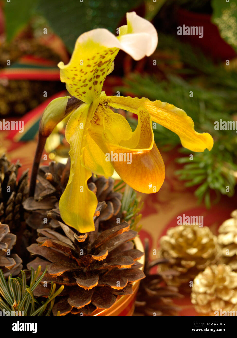 Lady's Slipper orchid (paphiopedilum) Banque D'Images