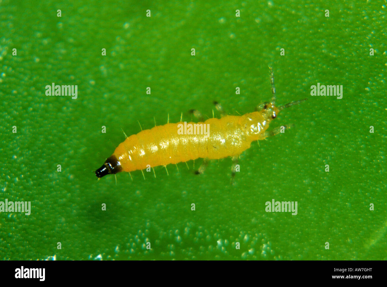 Kakothrips pisivorus thrips du pois ou larve nymphe sur une feuille de pois Banque D'Images