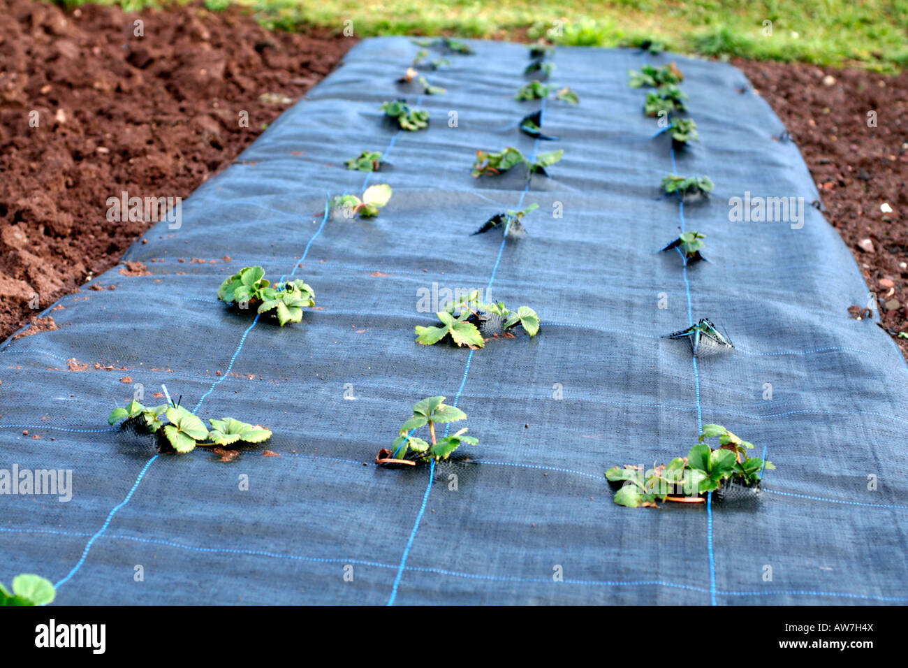 Produire des fraises à travers une membrane COUVRE-SOL MYPEX Banque D'Images