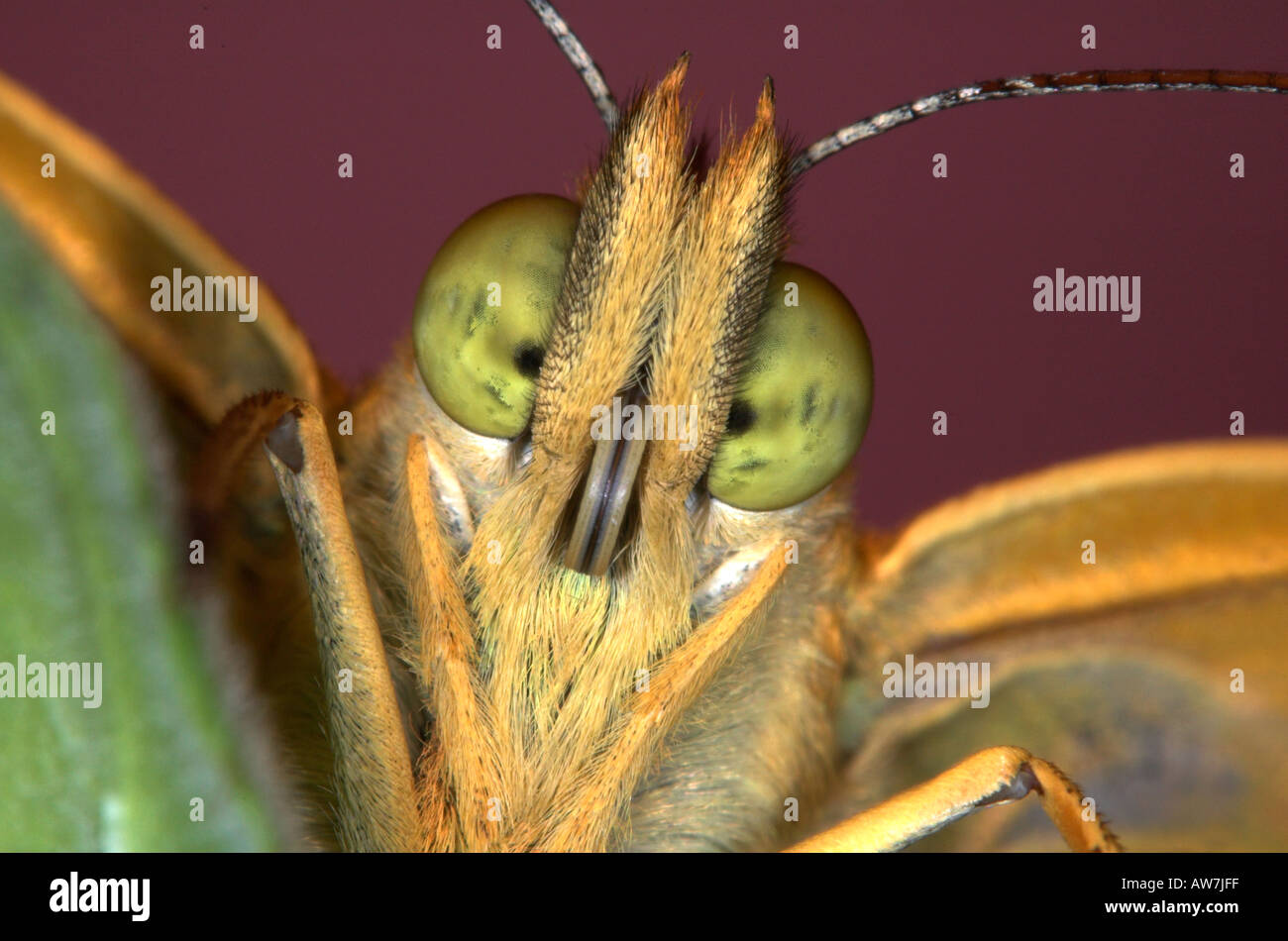Lavé argent Fritillary Butterfly Argynnis paphia United Kingdom Banque D'Images