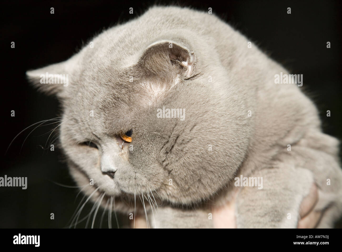 Chat British Shorthair Chat Whiskas Au Show 08 A Ljubljana En Slovenie Photo Stock Alamy