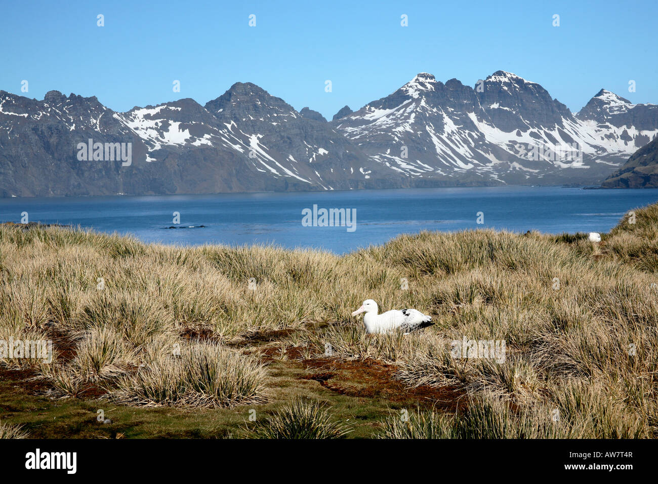 Albatros géant nichant sur l'île de la Géorgie du Sud. Banque D'Images