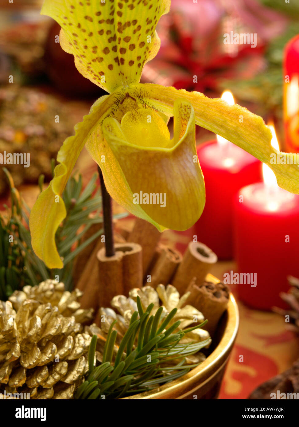 Lady's Slipper orchid (paphiopedilum) Banque D'Images