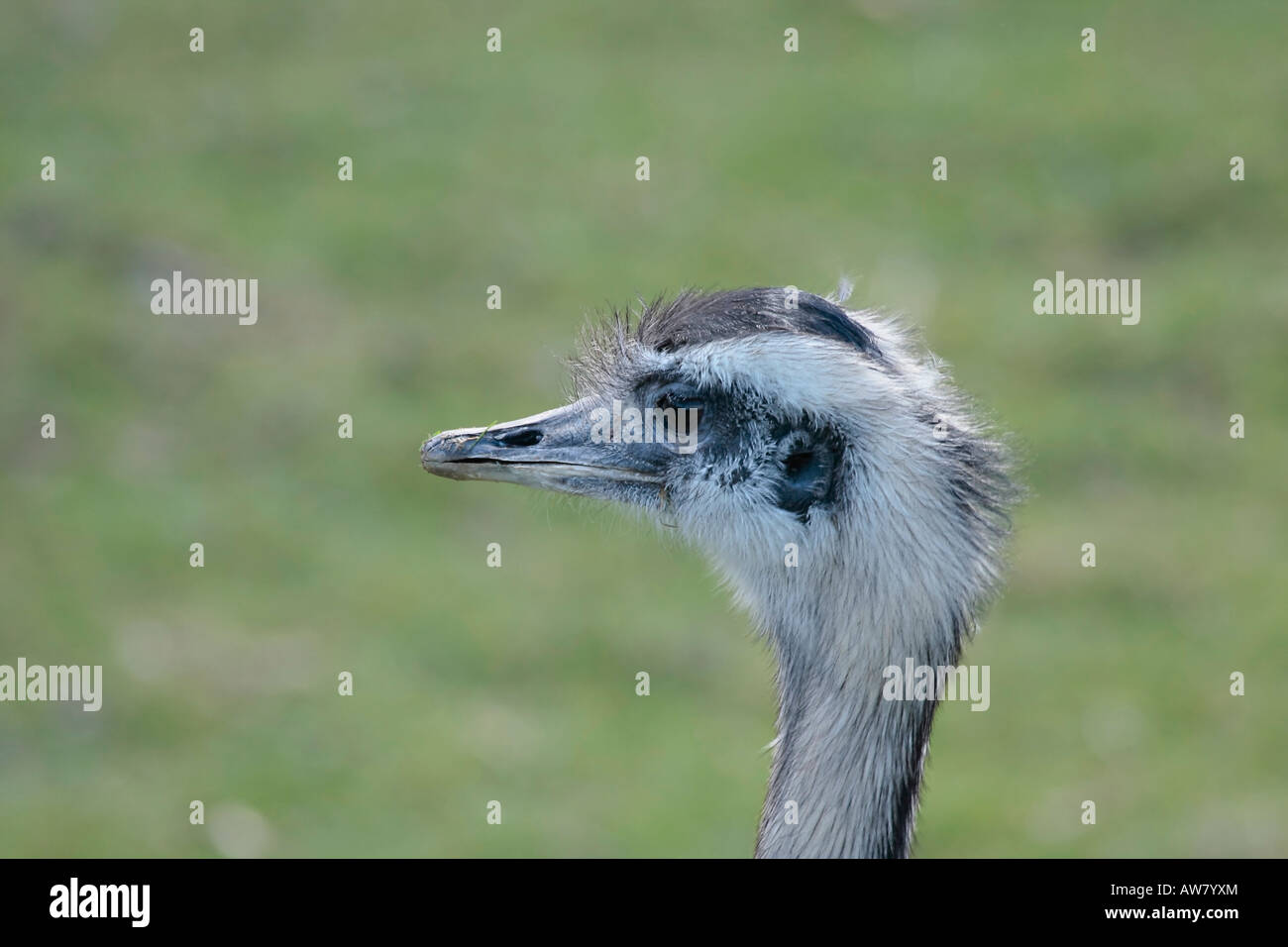 Une plus grande Rhea Banque D'Images