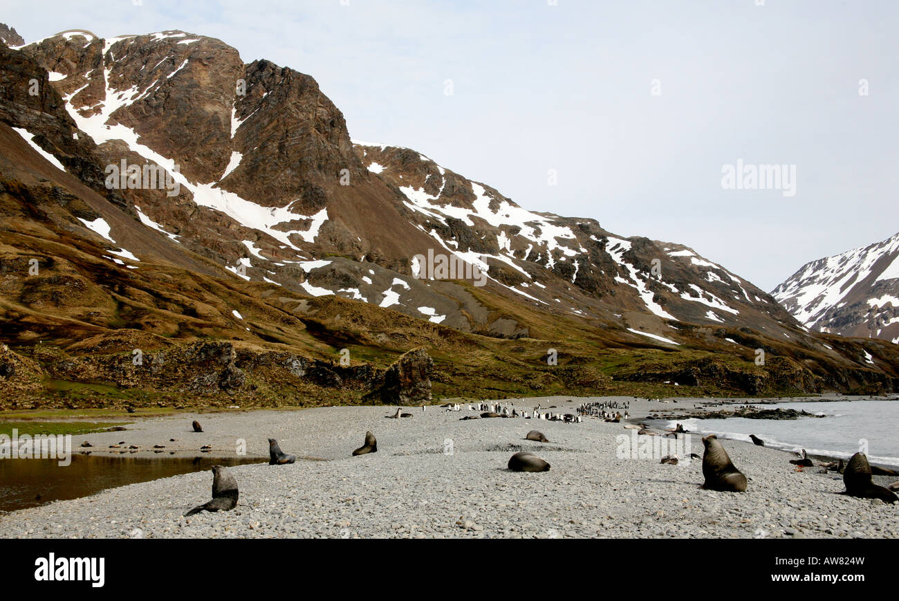 Manchots royaux sur l'île de Géorgie du Sud, près de l'Antarctique dans la convergence antarctique Banque D'Images