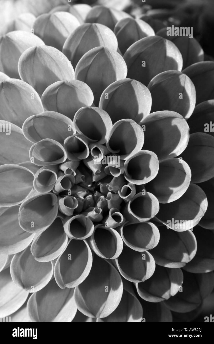Dahlia David Howard une fleur noir et blanc une fleur unique images photos photos très haute résolution gros plan vertical aux États-Unis US haute résolution Banque D'Images